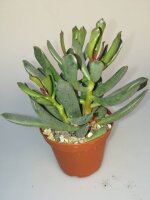 Adromischus filicaulis