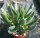 Adromischus filicaulis
