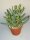 Adromischus filicaulis