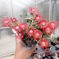 Delosperma cv. Red Fire (dw)