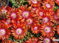 Delosperma cv. Red Fire (dw)