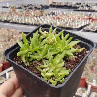 Delosperma cv. Red Fire (dw)