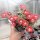 Delosperma cv. Red Fire (dw)