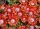 Delosperma cv. Red Fire (dw)