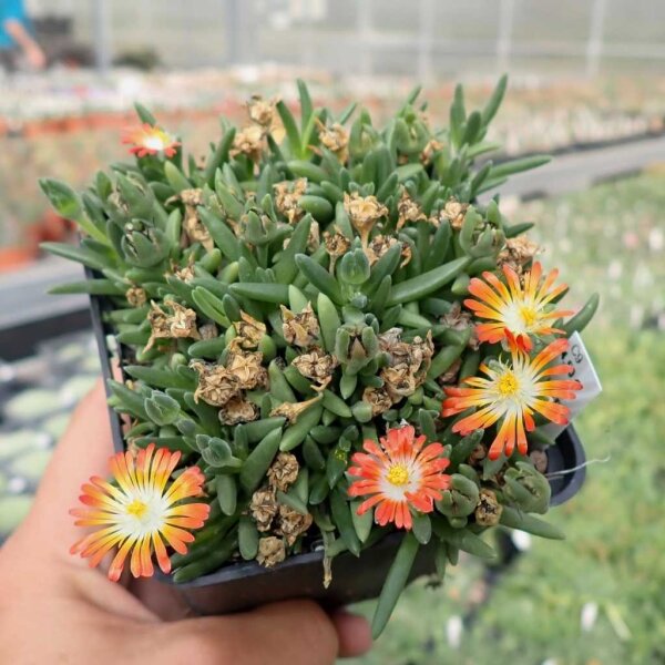 Delosperma cv. Hanna (dw)