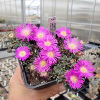 Delosperma cv. Lesotho pink (dw)