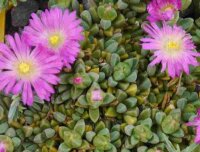 Delosperma cv. Lesotho pink (dw)