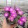 Delosperma cv. Lesotho pink (dw)