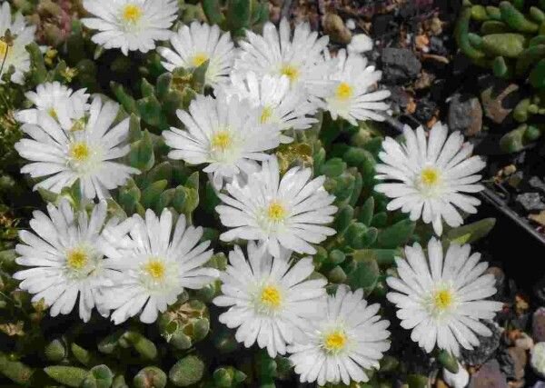 Delosperma cv. Bianca (dw)