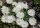 Delosperma cv. Bianca (dw)