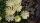 Delosperma cv. Amelie (dw)