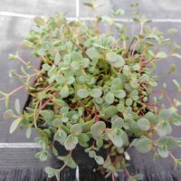 Sedum cyaneum cv. Sachalin (dw)