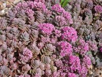 Sedum cyaneum cv. Sachalin (dw)