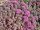 Sedum cyaneum cv. Sachalin (dw)