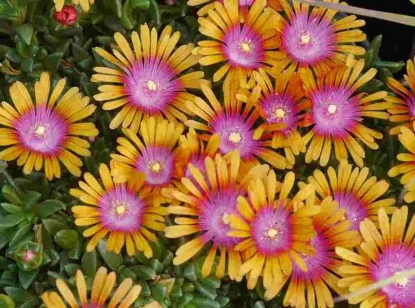 Delosperma cv. New Fire (dw)