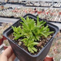 Delosperma cv. New Fire (dw)
