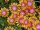 Delosperma cv. New Fire (dw)