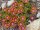 Delosperma cv. New Fire (dw)