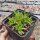 Delosperma cv. New Fire (dw)