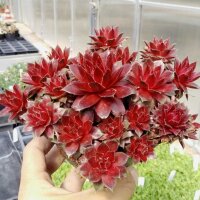 Sempervivum Red Rubin (dw)