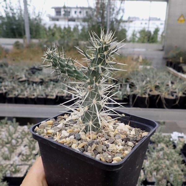 Cylindropuntia acanthocarpa Mead View, AZ (dw)