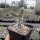 Cylindropuntia acanthocarpa Mead View, AZ (dw)