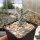 Cylindropuntia acanthocarpa Mead View, AZ (dw)