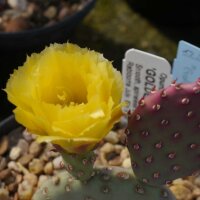 Opuntia basilaris v. aurea cv. Golden Carpet(dw)