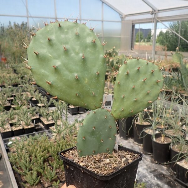 Opuntia phaeacantha cv. Persimmon (dw)
