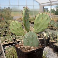 Opuntia phaeacantha cv. Persimmon (dw)