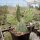 Opuntia phaeacantha cv. Persimmon (dw)