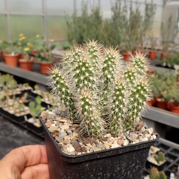 Opuntia polyacantha cv. Peter Pan (dw)