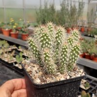Opuntia polyacantha cv. Peter Pan (dw)