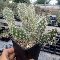 Opuntia polyacantha cv. Peter Pan (dw)