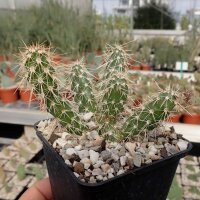 Opuntia polyacantha cv. Peter Pan (dw)