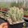 Opuntia polyacantha cv. Peter Pan (dw)