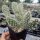Opuntia polyacantha cv. Peter Pan (dw)