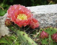 Opuntia phaeacantha cv. salmonea (dw)