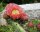Opuntia phaeacantha cv. salmonea (dw)