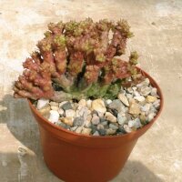 Euphorbia enopla monstruosa cv. Rosso