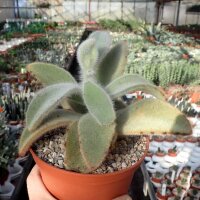 Kalanchoe tomentosa cv. Teddy Bär
