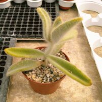Kalanchoe tomentosa cv. Teddy Bär