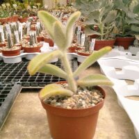Kalanchoe tomentosa cv. Teddy Bär