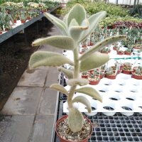 Kalanchoe tomentosa cv. Teddy Bär
