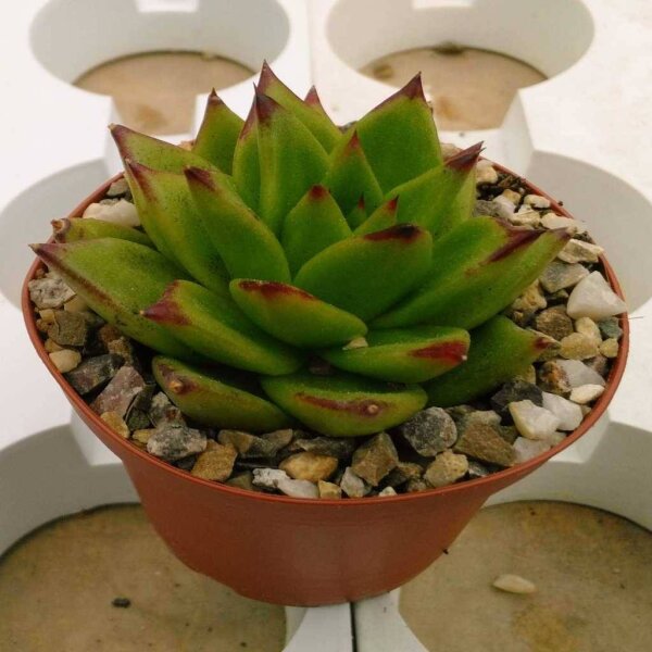 Echeveria agavoides cv. Red Top