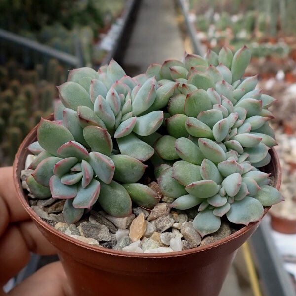 Echeveria pulidonis cv. cristata