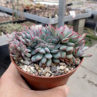 Echeveria pulidonis cv. cristata