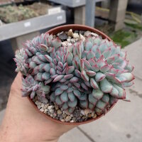 Echeveria pulidonis cv. cristata