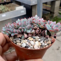Echeveria pulidonis cv. cristata