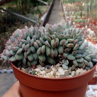 Echeveria pulidonis cv. cristata